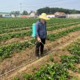 Cultivating Red Strawberry Seedlings at Lufeng Seedling Base and Performing Sterilization Treatment After Rain