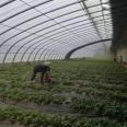 Building a plastic greenhouse with strawberries and grapes for rain protection. The film has good transparency and is fast to install