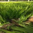 Iris saplings for greening, aquatic plants, perennial cold resistant flowers, wetland ornamental plants