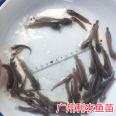 Hybrid Three Loess Pond Silver Fish Seedling Breeding Base Local Pond Horn Fish Seedling Sales