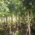 The base provides year-round supply of small leaved banyan mines with green seedlings, and the professional cooperative has excellent quality and price