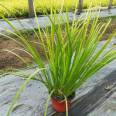 Supply of Golden Leaf Stone Acorus Seedling Aquatic Plant Ornamental Grass at Snory Cultivation Base