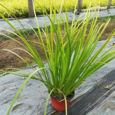 Supply of Golden Leaf Stone Acorus Seedling Aquatic Plant Ornamental Grass at Snory Cultivation Base
