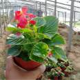 Four Seasons Begonia Seedling Flowering Period from March to December Perennial Greening Rental Ornamental Potting