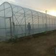 Building a plastic greenhouse with strawberries and grapes for rain protection. The film has good transparency and is fast to install