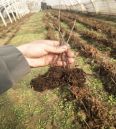 Dwarf Samitot Cherry Seedlings in Wangyun Agricultural Base Spot Lucky Star Fuchen Tamara Survives Well