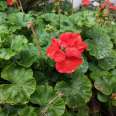 Bedroom balcony ornamental flowers, geranium seedlings, potted multi-color flowers, shipped in pots