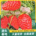 Variety: Strawberry potted seedlings with large and sweet fruit. Wholesale of seedlings in the market can be planted in engineering. Lufeng