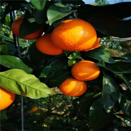 Eyuan No. 38 Orange Seedling Juice is Rich, Thick, Fragrant, Rich, Stable, Drought Resistant, and Strong in Wind Resistance