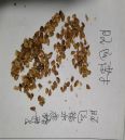 Self produced and self sold cherry tree seeds with golden color are welcome to purchase from manufacturers for supply