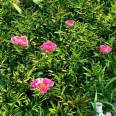 Potted ornamental peony green seedlings, single petal double petal flowers with thick and sturdy roots, and several cultivated and shipped from the base