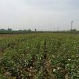 Free Planting Technology Consultation for Wholesale of Clove Seedlings in the Main Production Area of Clove Cultivation