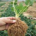 Hole plate strawberry seedlings, white strawberry fruits, large mouthfeel, sweet and detoxified strawberry seedlings