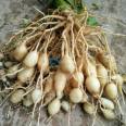 Dig and sell the Blue Heart Ginger Seedling Base now, directly distribute the contracted planting management technology, and the quality is pure and reliable