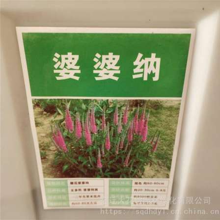 Good germination rate of mother-in-law seeds, providing planting technical support, express delivery