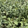 Free Planting Technology Consultation for Wholesale of Clove Seedlings in the Main Production Area of Clove Cultivation