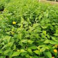 Ditang Nursery Base Landscape Greening Project: Yellow Flower Series Ornamental Flower Blooming in the Sea