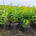 Intelligent Duke Blueberry Seedling North High Cold Resistant Variety, Cut String Fruit Group, Easy to Manage New Middle School Seedlings