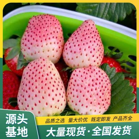 LF10 Lufeng Gardening Technology for Cultivation and Application of Snow White Strawberry Seedling and Fruit Seedling Base