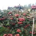 Hawthorn seedlings, big golden stars, sweet red fruits, self flowering, fruiting, prosperous transportation, agricultural courtyard planting, and harvesting in the same year