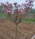 Japanese cherry blossom seedlings, late cherry blossoms, early cherry blossoms, dyed well, Yoshino, complete specifications, wholesale in the market