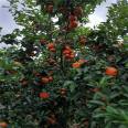 Red Beauty Citrus Seedlings and Fruits with Smooth and Clean Surface, Less Fluffy and Durable Storage and Transportation Park Planning and Setting up Strong Wind and Sand Resistance