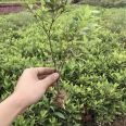 Wholesale of Rhododendron Seedling Planting Base and Rhododendron Seedling Wholesale Base