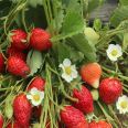 Milk Strawberry Seedlings, Large Fruit Shape, High Yield, Bright Color, Wholesale, Greenhouse Planting, Intelligent Forest Seedling Planting in Bases