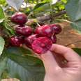 Potted cherry trees planted in the ground, Russian cherry seedlings, fruit seedlings, new varieties, new Chinese seedlings