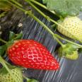 Strawberry artificial seedlings, flesh, sweet fruit, slender and fragrant stem, capillary roots, thick and developed, suitable for potted cultivation