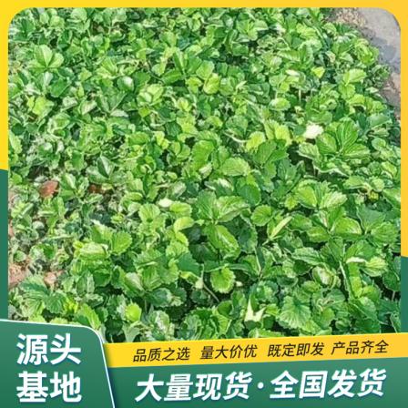 Sweet Charlie Strawberry Seedlings Planted in the Open Air, Source Manufacturer Developed Roots, Lufeng Horticulture
