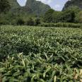 Wholesale planting of Jiefangzhong loquat seedlings in the production area, with low and controllable cost, can be planted in barren mountains and farmland