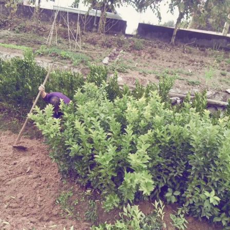 On the same day when the seedlings are raised, the varieties of citrus seedlings are complete, the quality is guaranteed, and the root system is developed. Planting and management are good