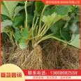 Strawberry seedling planting base is currently being excavated and sold. Yuexiu New Variety Moisturizing Delivery with Developed Root System