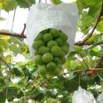 Grape seedlings grafted with fruit seedlings have a high survival rate. Courtyard ground planting and potted planting are suitable for wholesale in planting bases in the north and south