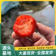 Fresh and fresh red strawberry seedlings with abundant yield, strong sweet aroma, average fruit weight of 40g, Lufeng