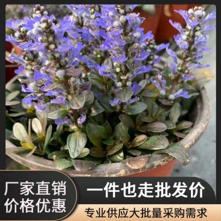 Wholesale of green cypress with bright colors, cultivation, simple fishing, morning glory, ornamental perennial roots, Deutzia, snow cherry blossom, iris