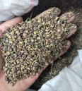 Cherry seeds stored at low temperature to maintain moisture content at 90% germination rate in stock at the base