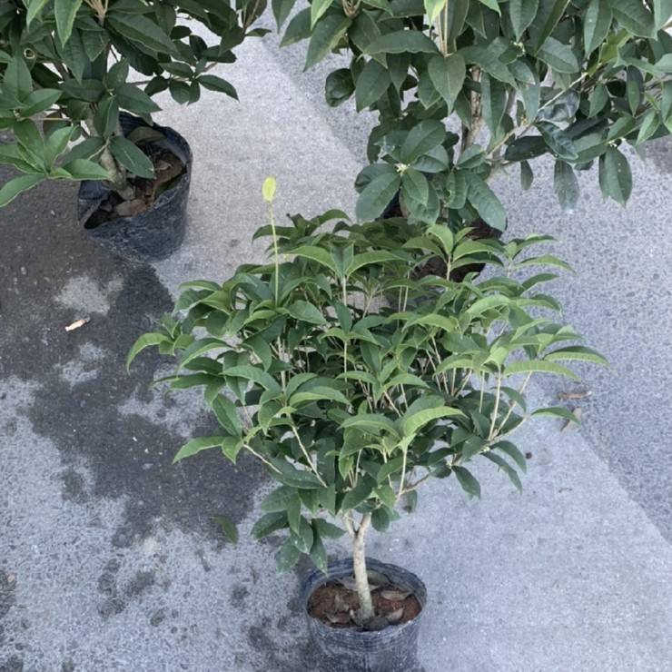 Place of origin, first-hand source of goods, four seasons osmanthus bed seedlings, door-to-door delivery, package shipping, welcome to call, negotiate, and share experience