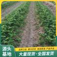 Spring Fragrance Strawberry Seedling Picking Base Cultivation and Utilization Strength Factory Flower Bud Differentiation Zaolufeng