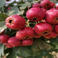 2-year-old hawthorn seedlings, occupying land and supplying the production area. The results of the current year are profitable for new Chinese seedlings