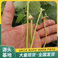 Snow White Strawberry Seedling Picking in Greenhouse LF611 Lufeng Gardening with Pot and Soil