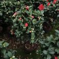 Wholesale of fragrant camellia seedlings and fragrant camellia in a hundred mu planting base