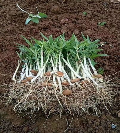 The grafting varieties of peach seedlings and mountain peach seedlings occupy land and are supplied by agricultural manufacturers in Dawangyun