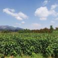 More than ten years of experience in seedling cultivation under the full process technical guidance of direct supply of Japanese cherry blossom seedlings by farmers