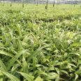 Direct supply of Shaoyang Bletilla seedlings from the production area for free management Planting technology Welcome to call for consultation