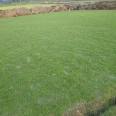 Free technical guidance for direct delivery of newly harvested grass seeds for slope protection in the year of production