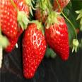 Early fruiting and high yield advantages of cross pollinated varieties of Dasai strawberry seedlings without diseases