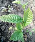 Chestnut seedlings with straight and sturdy stems and well-developed roots can survive and thrive in agriculture after transplantation