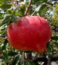 Sour pomegranate seedlings have strong resistance to wind and sand, strong early fruiting ability, market advantage, thin skin, multiple flesh, and thick juice in the mouth